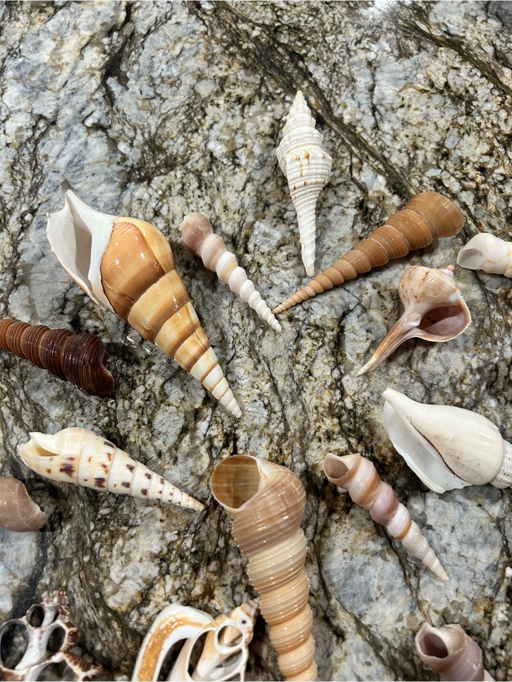 19 unique shells - Picture 4 of 7